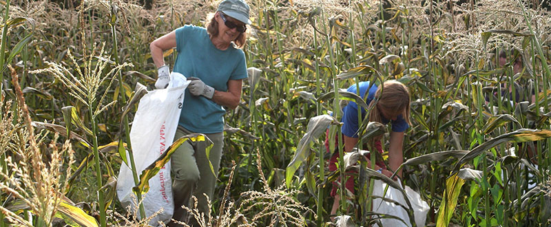 Volunteer gleaning