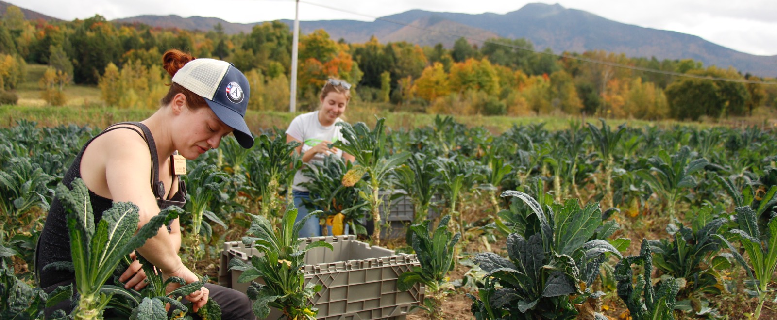 Volunteers gleaning kale