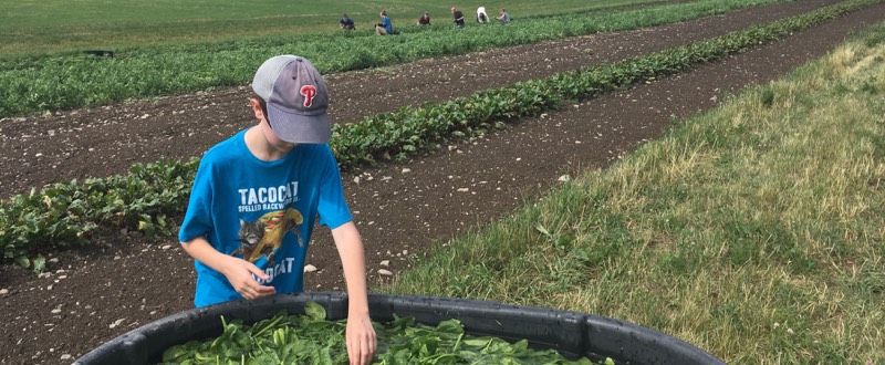 Young volunteer gleaning spinach
