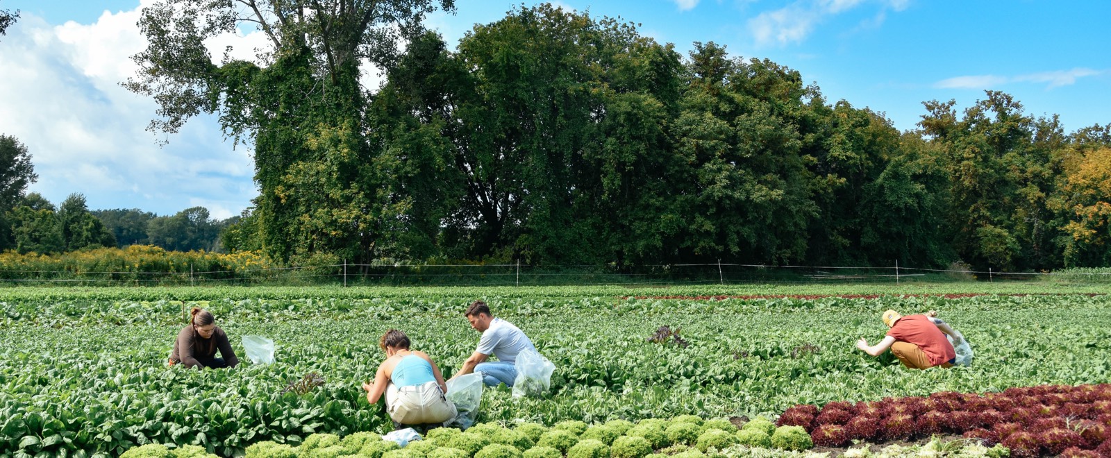 Volunteers gleaning